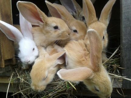 Кролики разных пород и возрастов