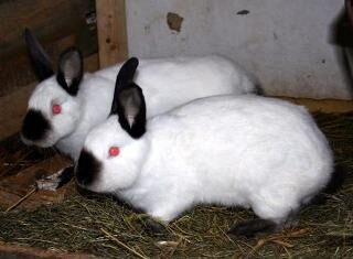 Кролики Калифорнийские и Серебро (бсс, полтавское)