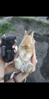 Продам декоративных кроликов