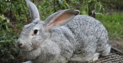 Продам кроликов от 1.5 месяцев до 3 месяцев