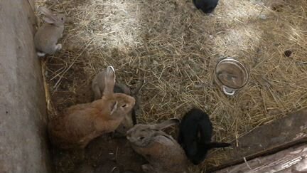 Кролики,крольчата, нутрии,нутрята