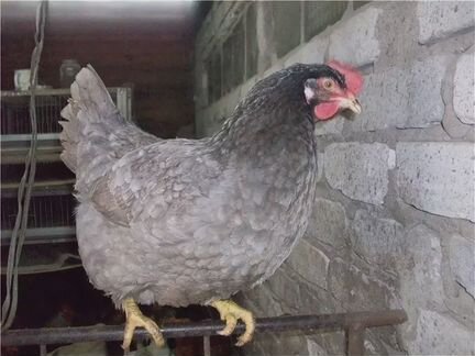 Продам цыплят породы серый доминант и леггорн