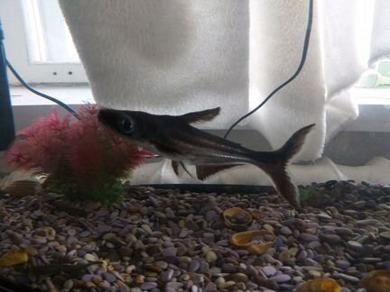 Рыбка пангасиус