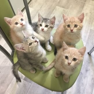 5 котят от британской кошки