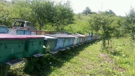 Продам пчелы вместе с новыми ящиками и с мёдом кар