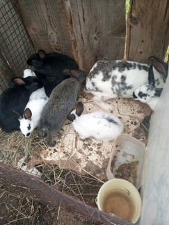 Крольчата 2-3-4 месяца