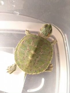 Красноухая черепаха 3,5см
