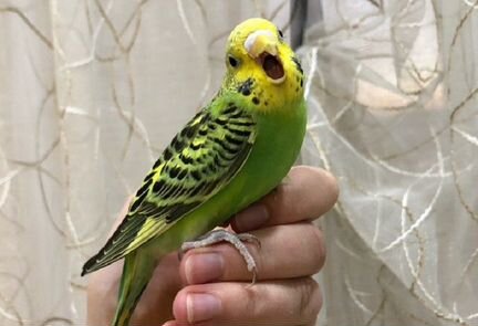 Найден попугай в Искитеме