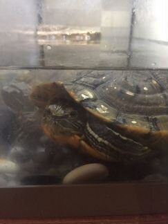 Черепахи Красноухие