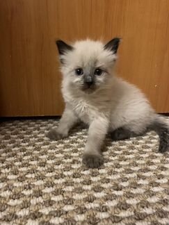 Котёнок Невской маскарадной. 1 месяц