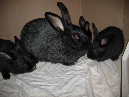 Кролики черное серебро