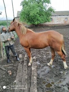 Лошадь 2,2 года