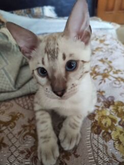 Котёнок бенгальский 7 месяцев окрас линкс. Торг