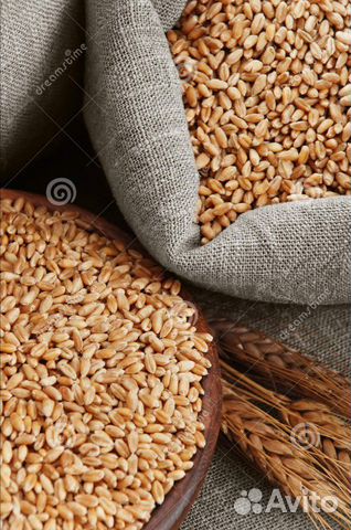 Пшеница,ячмень, овес, кукуруза, мясокостная мука