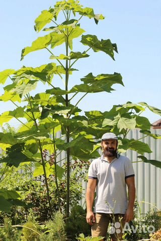 Павловния войлочная