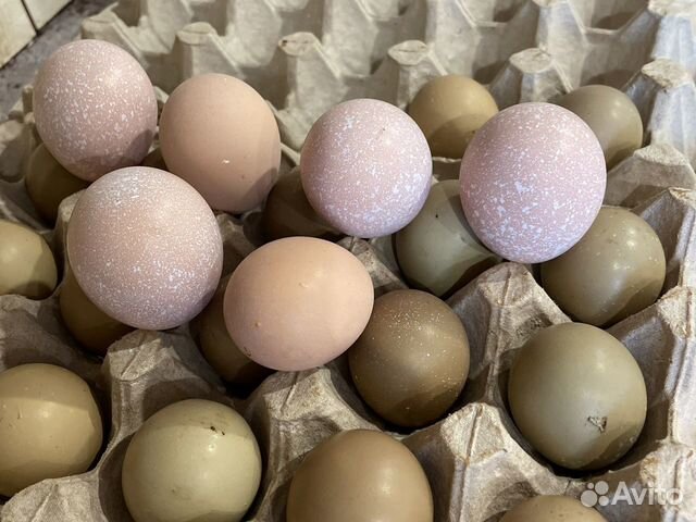 Инкубационное яйцо фазана купить. Яйцо серебряного фазана. Яйца серебристого фазана. Яйцо фазана румынского. Покажи яйцо фазана.
