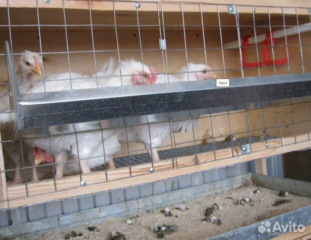 Клетка для бройлеров Профи поилка кормушка поддон