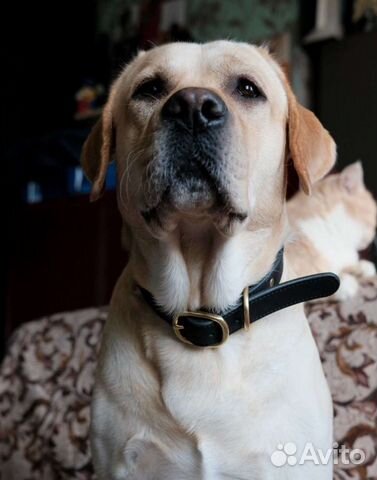 Кожаный ошейник