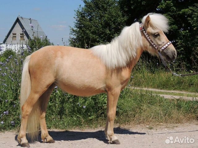 Купить лошадь тульская область. Соловая лошадь. Шетлендский пони буланой масти. Соловая лошадь рядом с другим животным. Соловая лошадь купить.