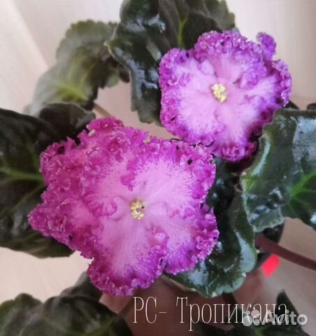 Детки сортовых фиалок