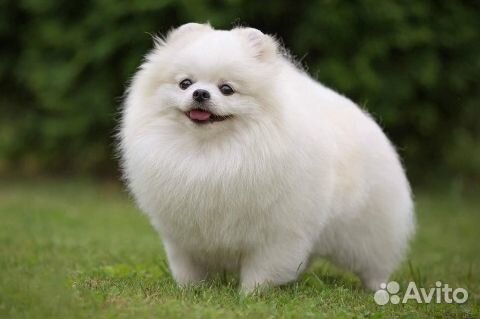 Померанский шпиц белый - Вязка. Продажа его щенков