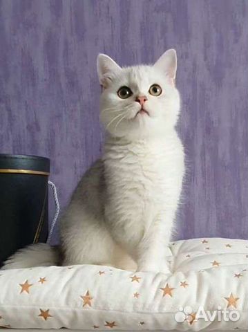Ns12 Серебристая шиншилла британский котёнок