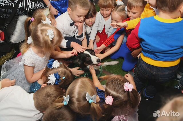 Шоу с дрессированными собаками на праздник