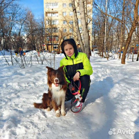 Кинолог. Воспитание и дрессировка собак