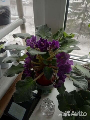 Цветы фиалки