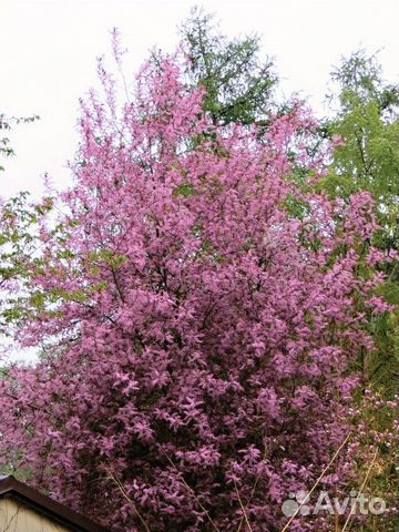 Черемуха краснолистная Колората саженцы