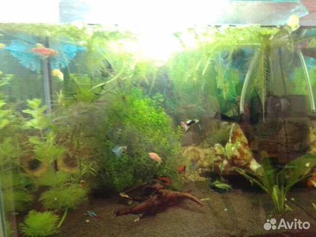 Растения для аквариума бесплатно