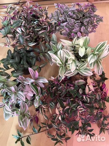 Традесканции сортовые коллекция