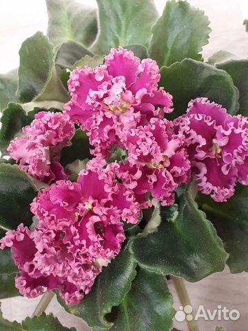 Фиалка лф-Дарья