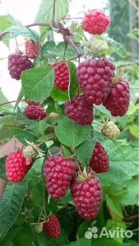 Саженцы ремонтантной малины