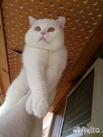 Белый кот ждет кошечку на вязку