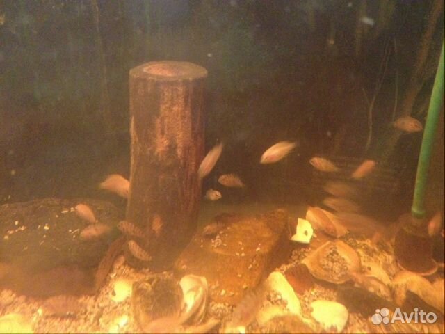 Рыбки акара цихлиды клоун чернополосая купить на Зозу.ру - фотография № 1