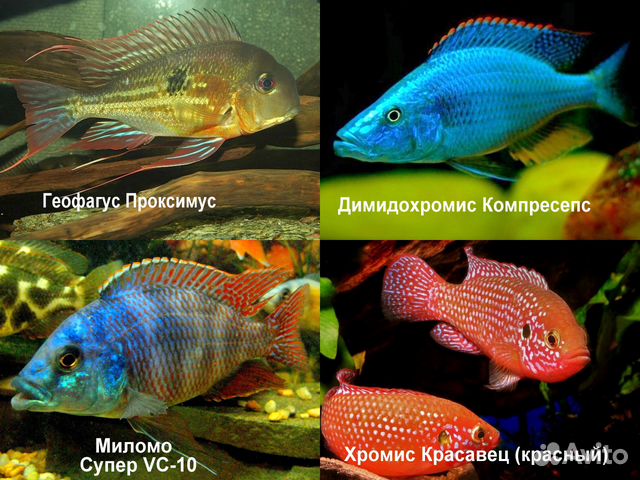 Цихлазомы 17видов, Хромисы, Попугаи, Фловер Хорны