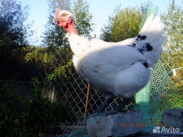 Цыплята Голошейка и Редбро (Франция) купить на Зозу.ру - фотография № 7