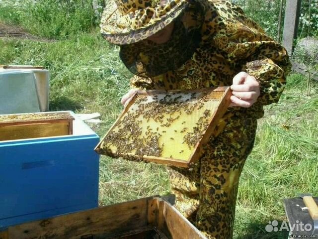 Пчелы породистые, с ульями купить на Зозу.ру - фотография № 3