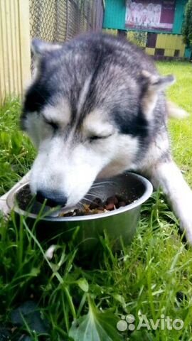 Гостиница для собак с домашней обстановкой