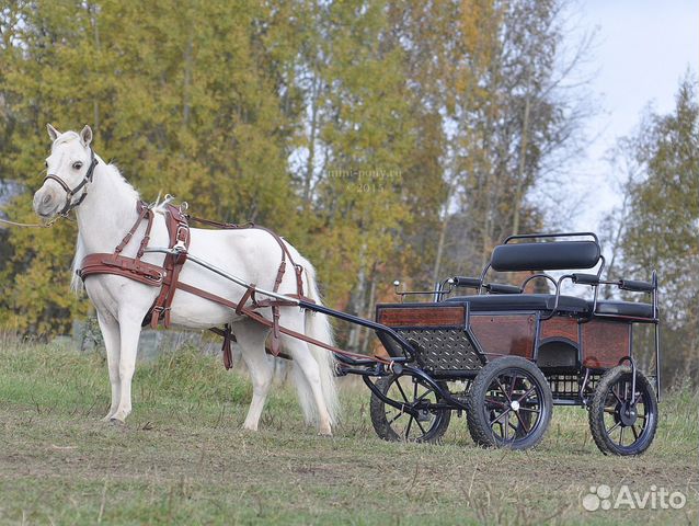 Миниатюрные лошади. чк Идальго купить на Зозу.ру - фотография № 6
