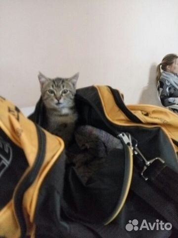 Полосатый котик в самую замечательную семью купить на Зозу.ру - фотография № 1
