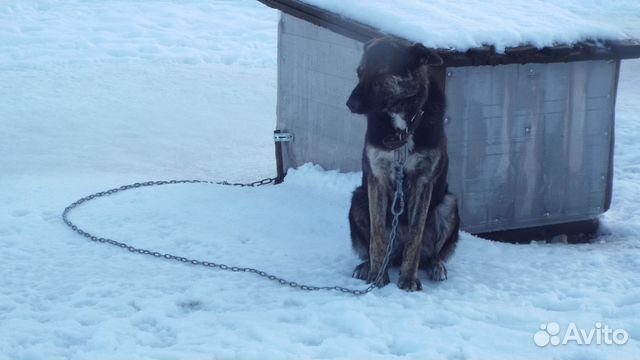 Собака из приюта в г.Валдай ищет любящего хозяина купить на Зозу.ру - фотография № 1