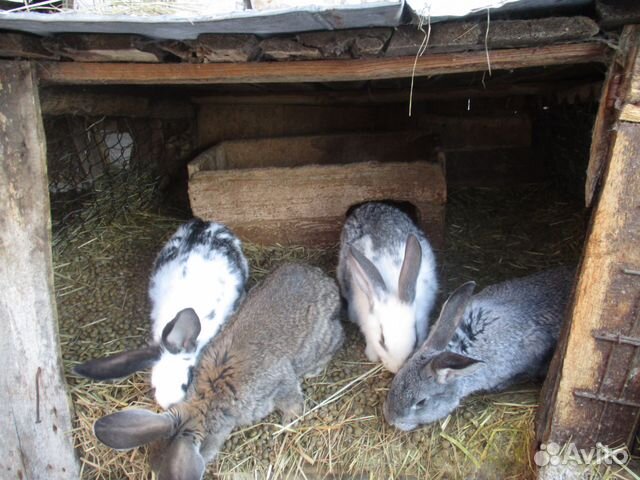 Продам кроликов мясных пород купить на Зозу.ру - фотография № 3