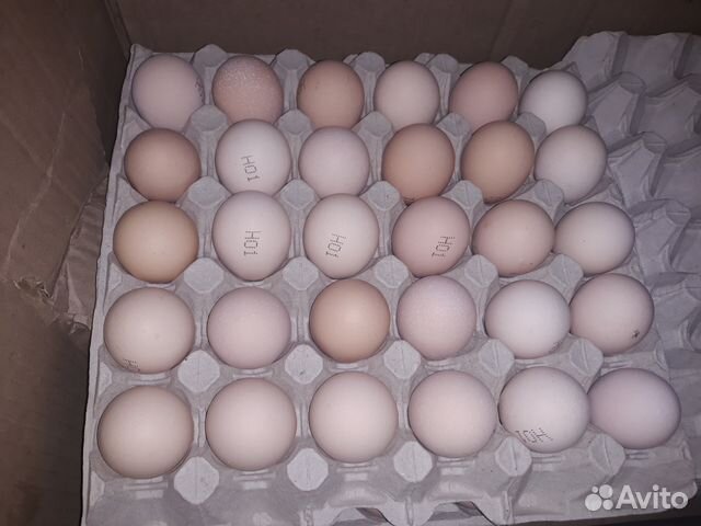 Купить инкубационное яйцо кучинской юбилейной. Инкубационное яйцо Загорских лососевых кур на авито Белебей. Купить инкубационное яйцо в Альметьевске на авито.