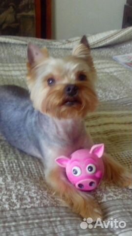 Стрижка собак и кошек