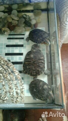 Четыре красноухие черепахи купить на Зозу.ру - фотография № 5