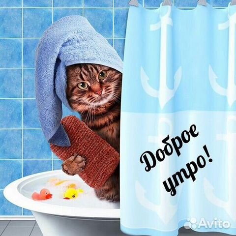 Возьму на платную передержку кота или кошку