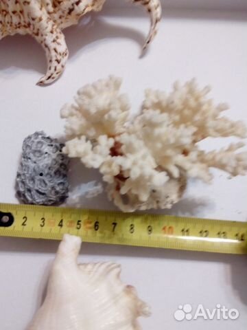 Ракушки, раковины морские натуральные, коралл купить на Зозу.ру - фотография № 6
