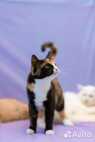 Кошка Молли в самые добрые руки Кошка Молли в самые добрые руки